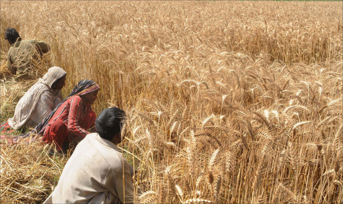 Nông dân Ấn Độ thu hoạch lúa mì. Năm nay Ấn Độ sẽ bội thu lúa mì, khoảng 109 triệu tấn. Ảnh: KJ.
