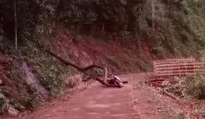 Hiện trường vụ cây đổ khiến 1 người tử vong do mưa lớn kèm theo giông lốc tại tỉnh Bắc Kạn. Ảnh: Ngọc Tú.