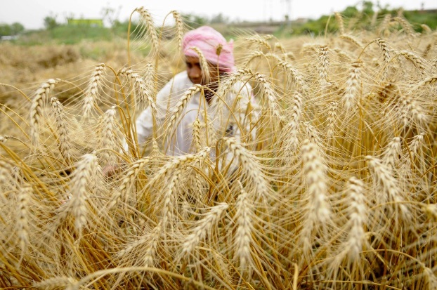 Nông dân Ấn Độ thu hoạch lúa mì. Ảnh: Farm Tender.
