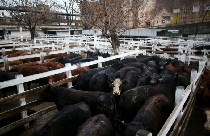 Các chuồng nhốt gia súc để bán tại chợ Liniers, Buenos Aires, Argentina, ngày 27/8/2019. Ảnh: Reuters.