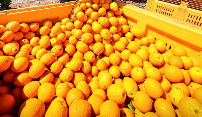 Brazil’s current orange crop shrunk 31 per cent from the previous season. Photo: Bloomberg.