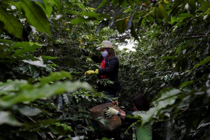 Workers harvest coffee berries at a plantation in Sao Paulo, Brazil. Photo: Reuters.