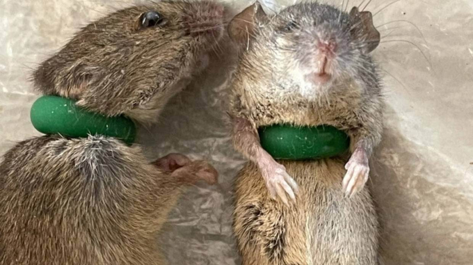 Rubber rings are another favoured method of trapping the mice, as on a farm near Inverell in northern NSW. Photo: Sydney Morning Herald.