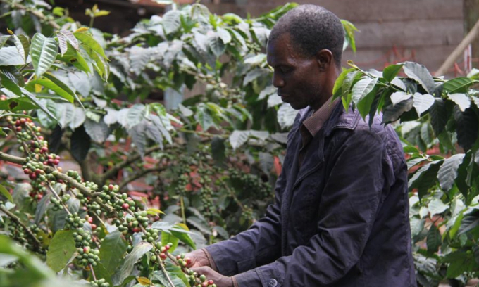 A farmer harvests fresh coffee beans in Arusha Region, Tanzania, Sept 15, 2020. Photo: Xinhua.