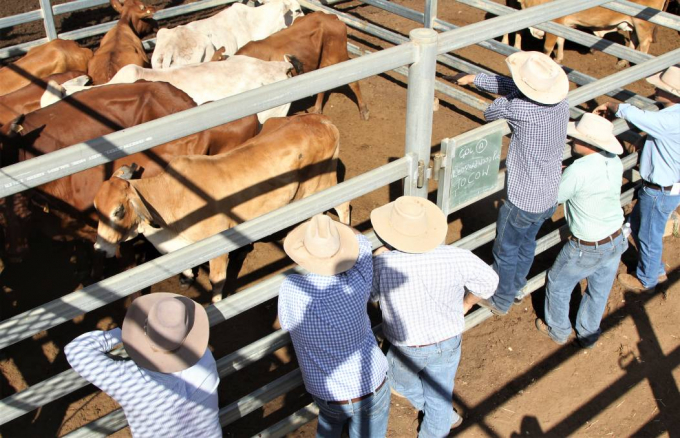 Giá thịt bò thế giới sắp cao bằng giá thịt bò Úc do nhiều yếu tố. Ảnh: The Land.