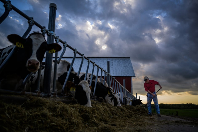 Một nông dân cho bò ăn trong một trang trại nhỏ ở Hugo, Minnesota, tháng 9/2019. Ảnh: Getty.