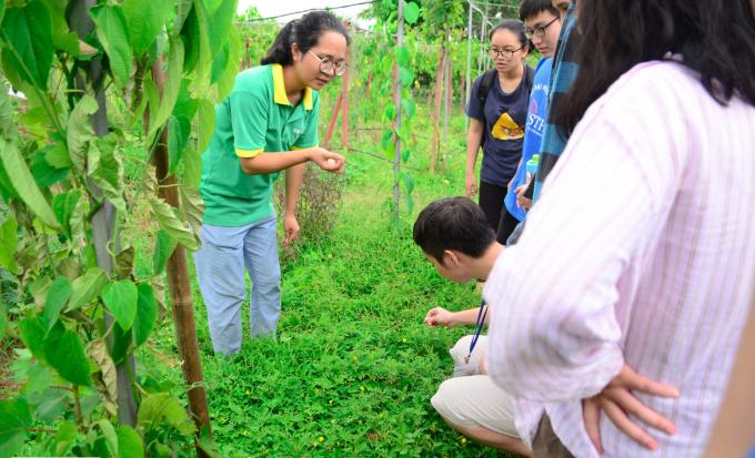 Du khách tham quan, trải nghiệm mô hình nông nghiệp hữu cơ kết hợp du lịch nông nghiệp tại Long Biên, Hà Nội. Ảnh: TV.