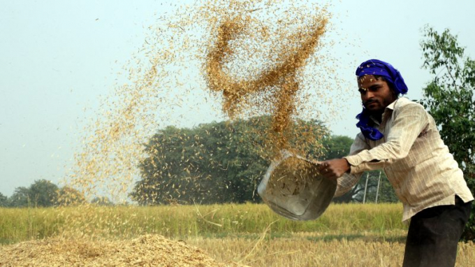 ‘Cuộc chiến’ xuất khẩu gạo basmati sang EU: Ấn Độ tung đòn hiểm vào Pakistan