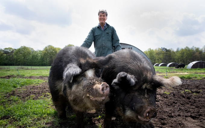 Kees Scheepens chụp hình cùng hai con lợn yêu thích của mình: Borough (trái) và Oma (trong tiếng Hà Lan có nghĩa là bà nội). Ảnh: Guardian.
