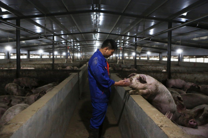 Giá thịt lợn tại Trung Quốc đã giảm hơn 50% kể từ giữa tháng 1 trong bối cảnh nhu cầu tiêu thụ chậm chạp và tình trạng bán tháo ồ ạt do dịch tả lợn châu Phi bùng phát. Ảnh: Xinhua.