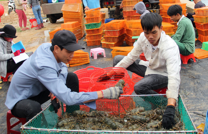 In 2017, many lobster farmers in Xuan Dai Bay got losses due to environmental incident that caused massive lobster deaths. Photo: KS.