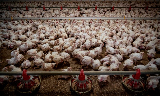 Hàng nghìn con gà tại một trang trại ở Kondrajec Pański, Ba Lan. Quốc gia này là nhà sản xuất và xuất khẩu gia cầm hàng đầu của Châu Âu. Ảnh: Getty.