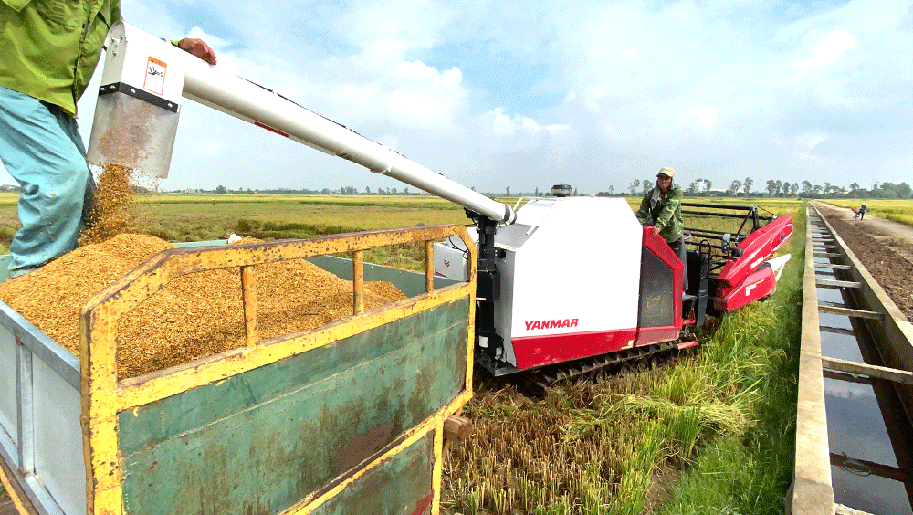 Máy gặt Yanmar loại vòi xả (có thùng chứa) chỉ cần 1 người vận hành máy, lúa được xả trực tiếp vào thùng chứa của xe công nông.