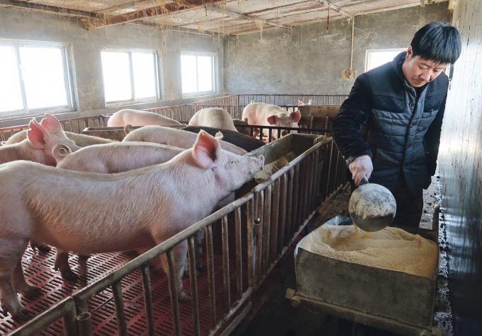 Tỷ suất lợi nhuận của lợn hơi đang ở mức thấp nhất kể từ năm 2014 (Ảnh minh họa).