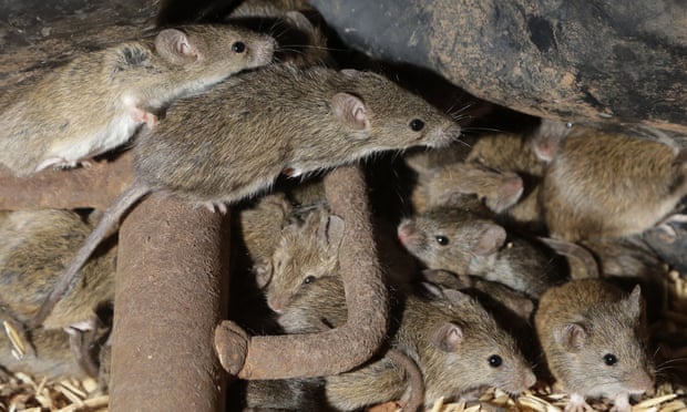 Nạn dịch chuột đã tàn phá các vùng của New South Wales (Úc). Kế hoạch sử dụng Bromadiolone để kiểm soát số lượng chuột đã bị cơ quan quản lý bác bỏ. Ảnh: AP.