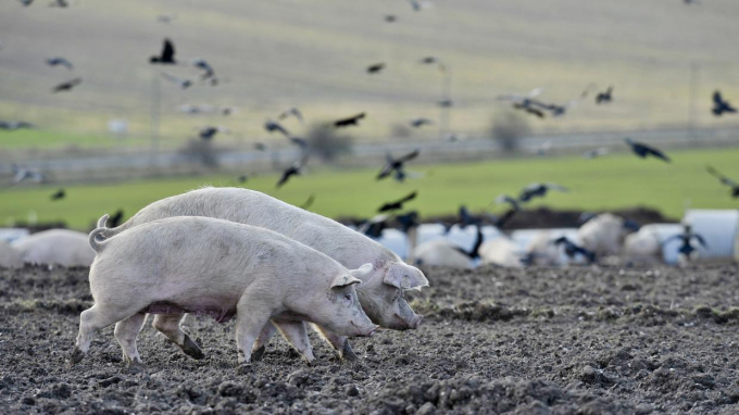 Bắc Ireland đang phải vật lộn để xử lý chất thải chăn nuôi một cách bền vững. Ảnh minh họa: Belfast Telegraph.