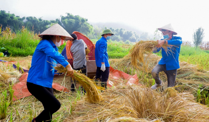 Đoàn viên huyện Ba Bể dành ra nhiều buổi giúp nhân dân thu hoạch lúa tại hai thôn Kéo Pựt và Dài Khao thuộc xã Thượng Giáo.