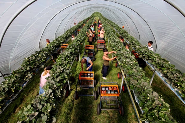 Các lao động hái dâu tây tại một trang trại trái cây ở Hereford (hạt Herefordshire, Anh). Ảnh: Guardian.