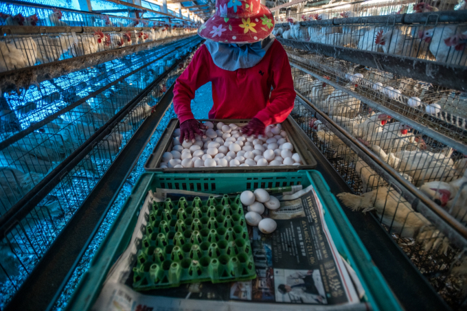 Sửa đổi đối với các nguyên tắc chính thức dự kiến ​​sẽ ảnh hưởng đến khoảng 10% trong số 40 triệu gà đẻ trứng của Đài Loan. (Trong ảnh: Công nhân thu gom trứng trong một trang trại nuôi gà đẻ tại Đài Loan).