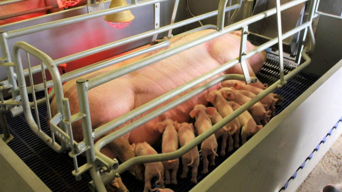 Việc sử dụng chuồng đẻ dành cho lợn đang được New Zealand xem xét.