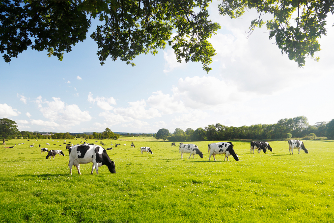 Nguồn thu xuất khẩu từ sữa đã thay thế vị trí hàng đầu của du lịch tại New Zealand vào năm ngoái.