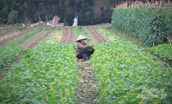 A clean vegetable farm in Trang Viet commune, Me Linh district, Hanoi. Photo: Pham Hieu.