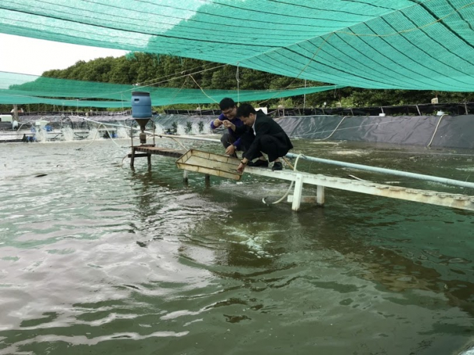 Checking the growth and development of farmed shrimp.