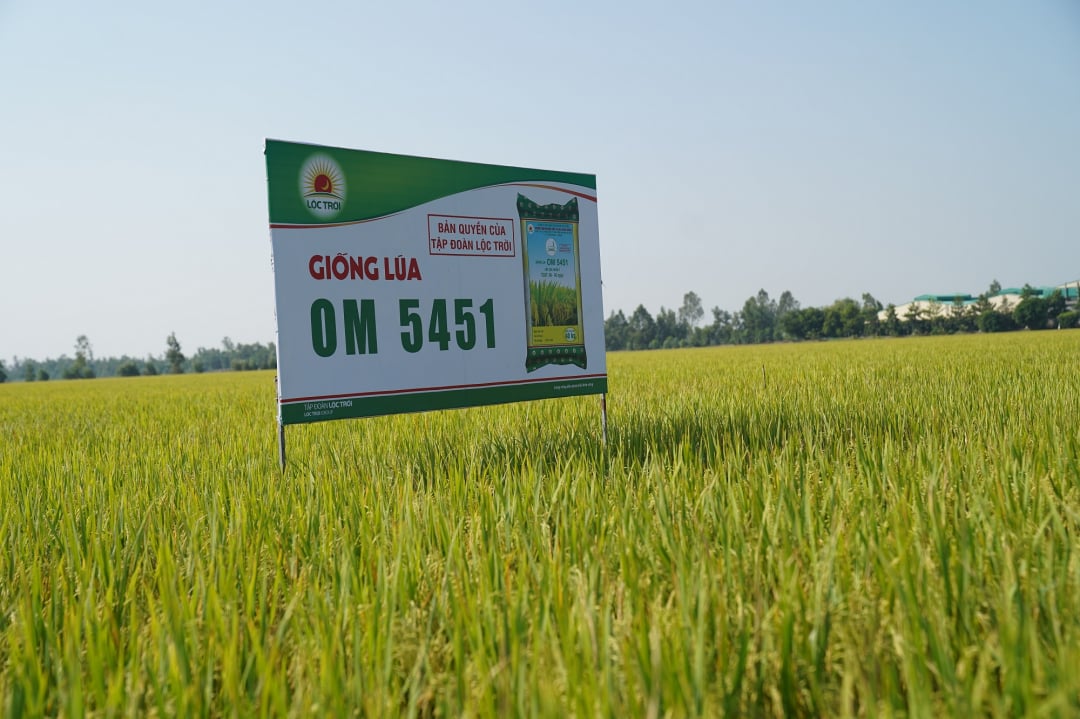 Giống lúa OM5451 được gieo cấy rộng rãi ở các tỉnh ĐBSCL, nông dân rất ưa chuộng
