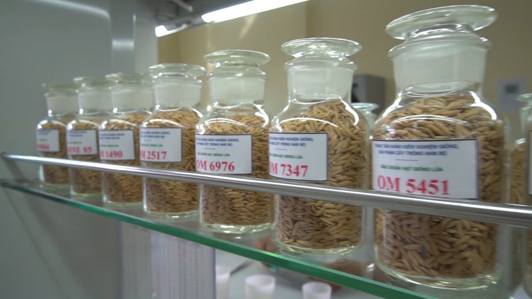 Khi chuyển giao cho Tập đoàn Lộc Trời, lúa OM5451 được tiếp tục chọn thuần, nhân giống ở các cấp độ, cung ứng rộng rãi vào sản xuất.