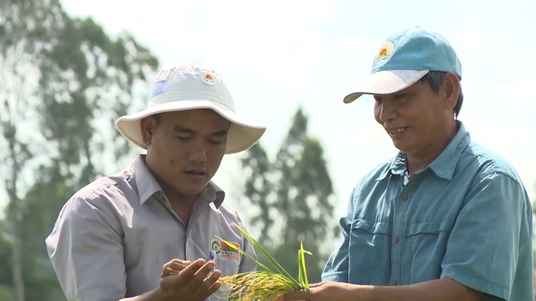 Niềm vui của người trồng lúa khi lúa OM5451 trúng mùa, trúng giá.