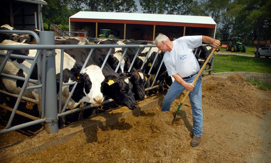 Người chăn nuôi bò sữa nhỏ lẻ đang đứng bên bờ vực vì chi phí tăng quá cao. Ảnh minh họa: Getty.