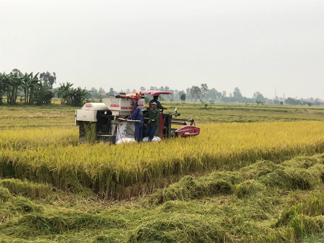 Máy gặt đã được anh Sơn mua từ 3 năm trước để thu hoạch lúa.