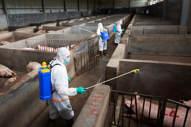 Trong năm 2021, Trung Quốc đã có 11 vụ dịch tả lợn Châu Phi bùng phát được báo cáo chính thức. Ảnh minh họa: Reuters.