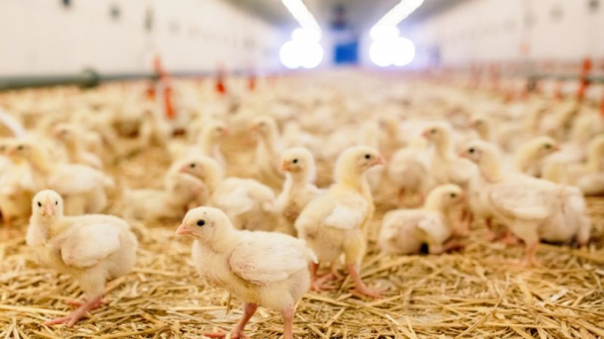 Mỗi năm, có tới gần 45 triệu gà trống con bị giết ở Đức. Ảnh minh họa: Shutterstock.