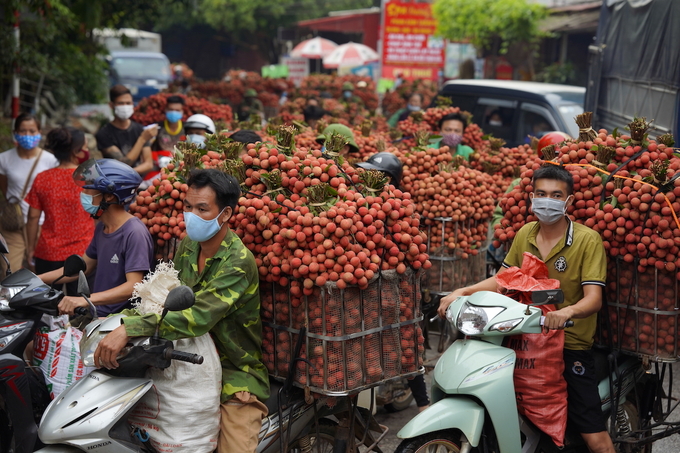 Nhờ 5 Bộ: NN-PTNT, Công thương, Thông tin - Truyền thông, GTVT và Ngoại giao, cùng vào cuộc, Bắc Giang vẫn làm lễ ra quân thu hoạch, tiêu thụ vải để hoàn thành mục tiêu kép và đạt kết quả khả quan. Ảnh minh họa: VnExpress.