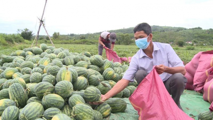 Thứ trưởng Trần Thanh Nam đưa giải pháp cấp giấy giới thiệu cho đội ngũ sản xuất, thu hoạch nông sản để dễ dàng di chuyển qua các chốt kiểm dịch (Ảnh minh họa).