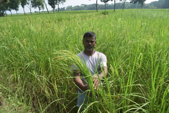 Nông dân Tarafdar giới thiệu giống lúa do ông sáng chế, tên là Charulata, trong một buổi triển lãm được tổ chức hồi cuối tháng 10/2020. Ảnh: Reuters.