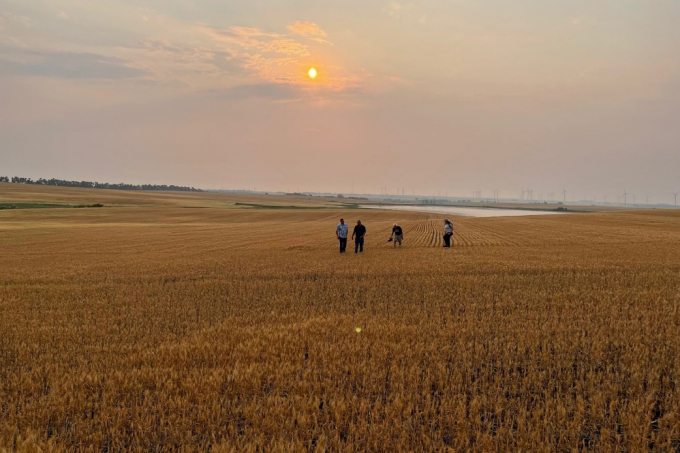 Cánh đồng lúa mì vụ xuân bị hạn hán và nắng nóng gay gắt ở Bắc Dakota. Cây lúa mì còi cọc chỉ còn cao trung bình 10 inch (25 cm). Ảnh: Bloomberg.