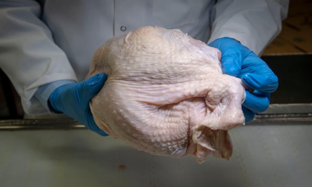 Một thanh tra của Bộ Nông nghiệp Mỹ (USDA) kiểm tra một con gà tây trong Lễ Tạ ơn tại một nhà máy. Ảnh: Alamy.