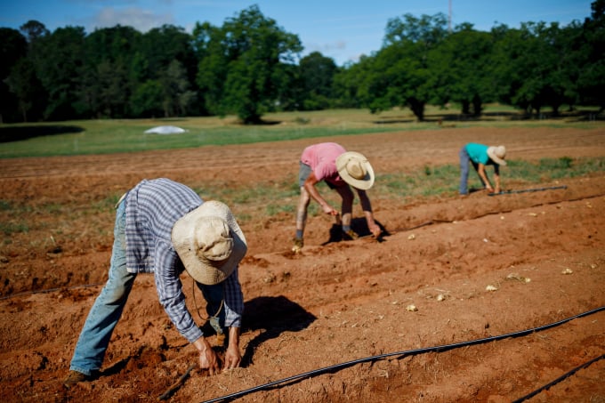 Đối với những cây trồng đầu tiên trên vùng đất mới của mình, trang trại Love Is Love chọn cây su su và khoai lang. Ảnh: NY Times.