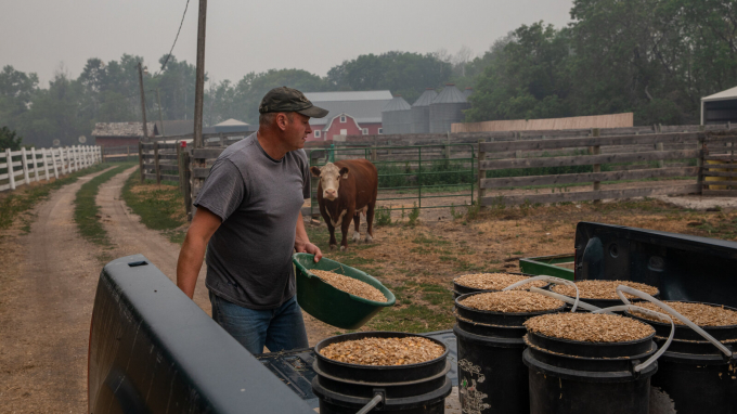 Nông dân Canada đang khó khăn lựa chọn: bán những con bò đã gắn bó cả đời vào lò mổ hoặc giữ chúng lại và đối mặt với tình trạng khan hiếm thức ăn chăn nuôi. Ảnh: NY Times.