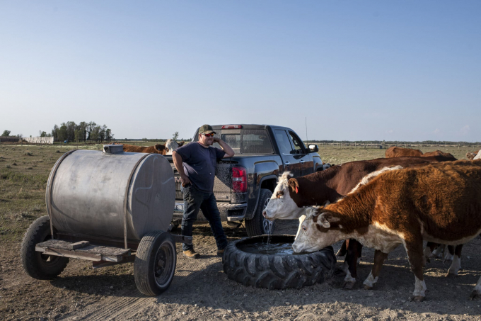 Những con bò uống nước từ một cái máng được làm từ lốp xe cũ tại một trang trại ở tỉnh Manitoba. Ảnh: The Narwhal.