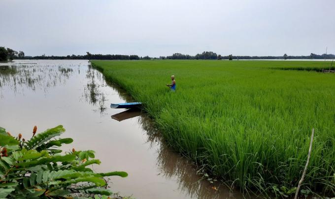 Thăm ruộng lúa mùa nổi tại Long An.