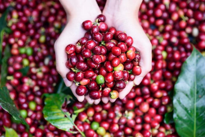 Xuất khẩu cà phê là một trong những hướng đi chủ đạo của nông sản Việt.