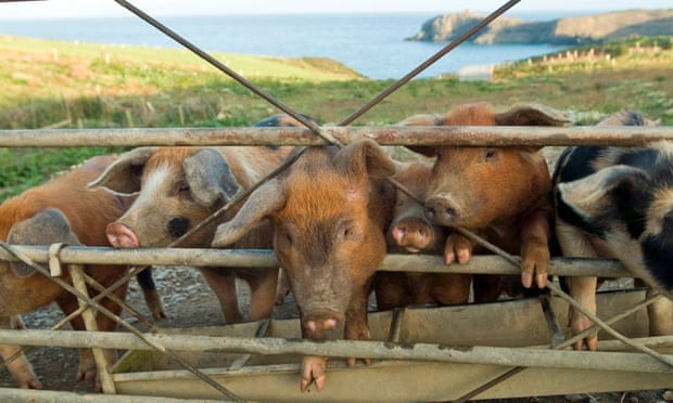 Lợn con trong một trang trại sinh thái hữu cơ ở Wales. Ảnh: Alamy.