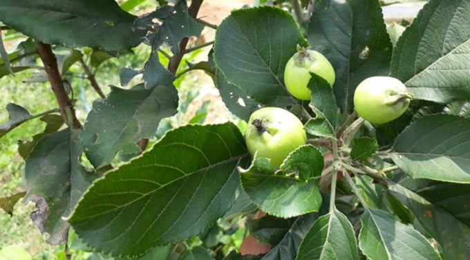 Giống táo HRMN-99, có thể trồng trái vụ và hợp với thời tiết khô nóng của Ấn Độ, được đặt tên theo người lai tạo nó là Hariman Sharma. Ảnh: IndianExpress.