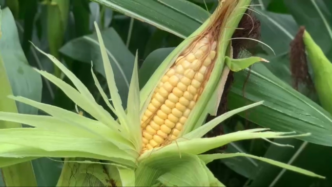 Biomass corn has reached a high yield and high quality.