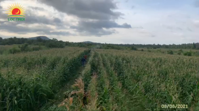 A biomass corn field in Gia Lai.