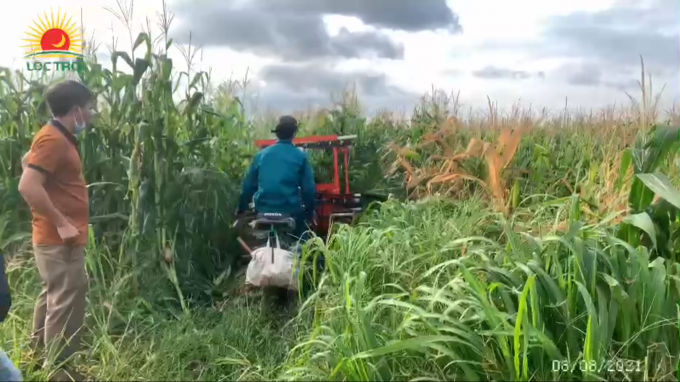 Harvesting biomass corn by machine.