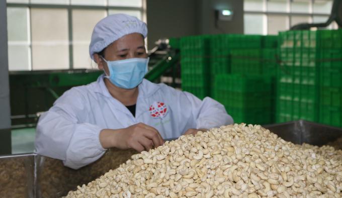 Hạt điều là một trong những nông sản xuất khẩu chủ lực của Việt Nam. 